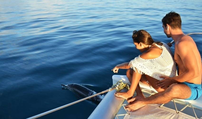 Full Day Dolphins Encounter (Private) | Dolswim