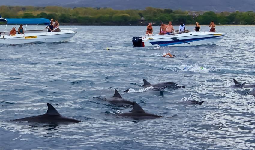 Dolphins & Whales Encounter (Private) | Dolswim